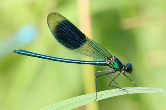 Dragonfly on leaf