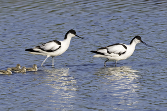 Avocet pair with chicks
