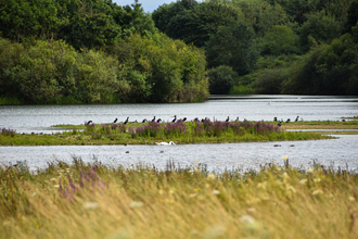 Wetland view with cormorants on an island