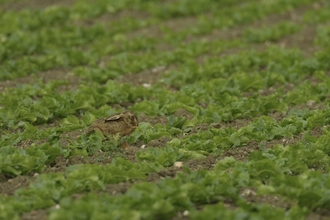 hare in field, farming