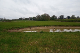 Pond being used by waterfowl.