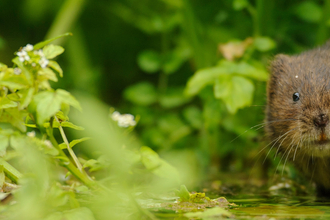 Water vole in undergrowth
