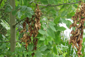 Tree suffering from ash dieback