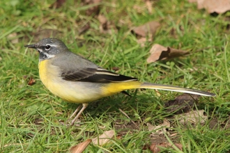 Yellow, black and grey bird on grass
