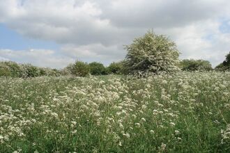 Dewberry Hill Nature Reserve