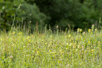 Flower meadow at Wilford Claypit