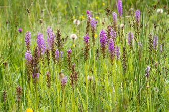 Orchids at Wildford Claypit