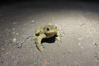 common toad in the road at night