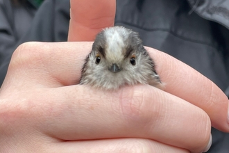 long tailed tit in a hand