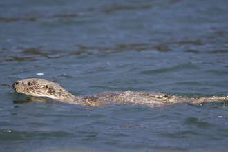 European Otter Swimming