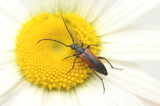 Beetle with red sides on flower
