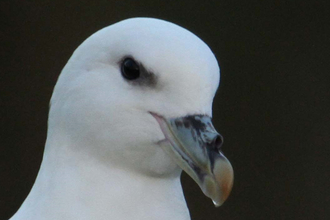 A Fulmar (white gull-like bird) against a black background