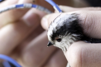 Long-tailed tit in hand, being ringed