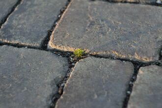 Weed in pavement