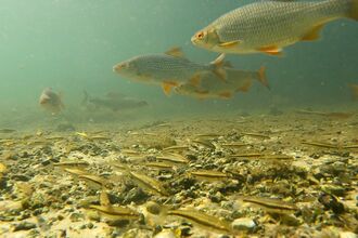 Fishes underwater.