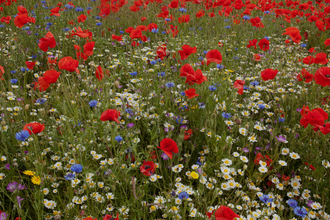 Wild flower meadow, Corn cockle, Corn flower, Centaurea montana, Agrostemma githago, Poppy, Papaver rhoeas, Sheffield