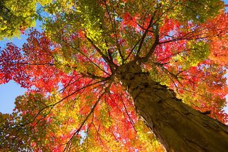 Autumn tree