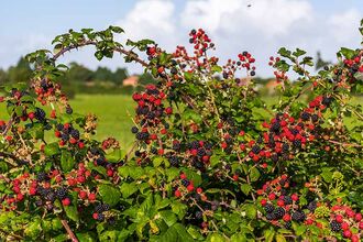 Blackberry bush