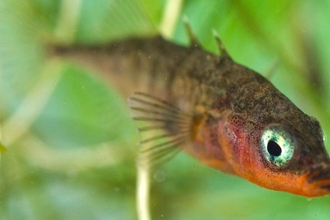 Three Spined Stickleback