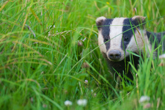 Badger in long grass