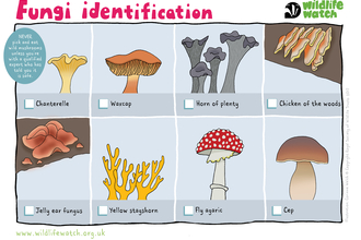 Fungi Identification