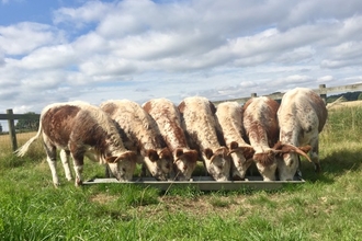 Longhorns feeding at trough