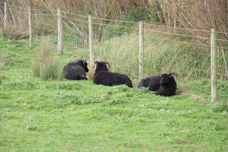 Sheep laying down near fence