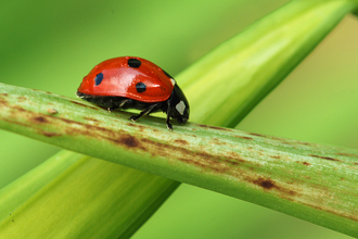 7 spot lady bird on plant stem