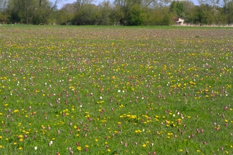 Flowering meadow