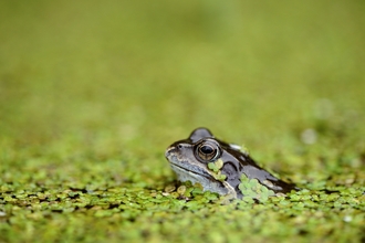 Frog in water