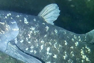 Dark blue/grey fish underwater