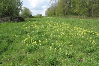 Cowslips at Coronation Meadow