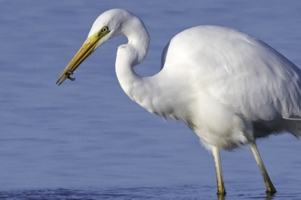 Great White Egret with smalll fish at Idle Valley