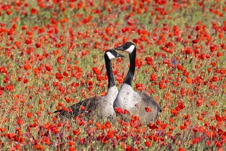 Canadian geese in a poppy field