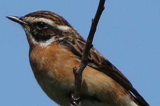 Bird on branch
