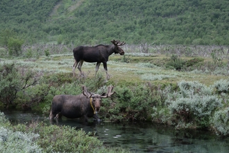 Two North American Moose in the wild