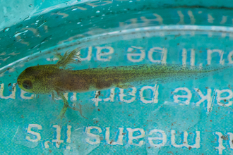 Tadpole in bucket