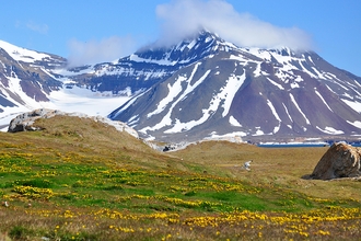 An arctic tundra with blooming fields in the foreground and snowy mountains in the background