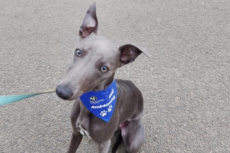 A grey dog with a blue bandana