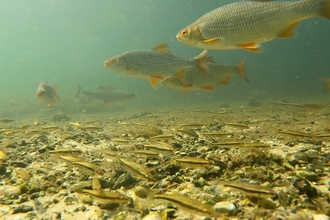 Fish swimming underwater