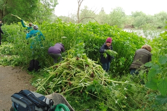 Volunteers pulling Himalayan balsam