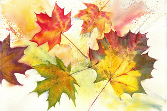 Maple leaves in watercolour