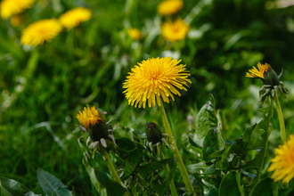 Dandelions in grass
