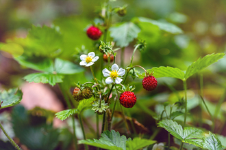 Flower with berries
