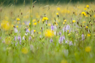 Meadow with flowers