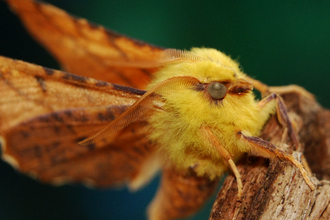 Yellow moth with orange wings