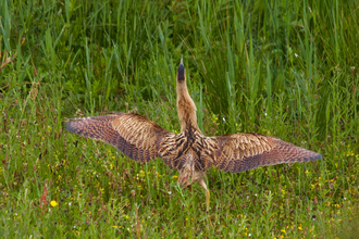 Bird with brown streaky feathers in long grass, from the back, with wings outstretched and head up
