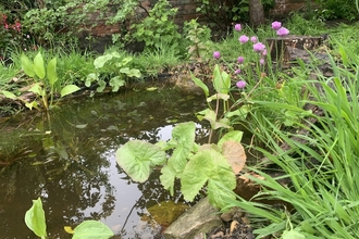Garden pond surrounded by plants and flowers
