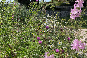 White and pink flowers