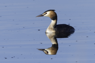 Great crested grebe